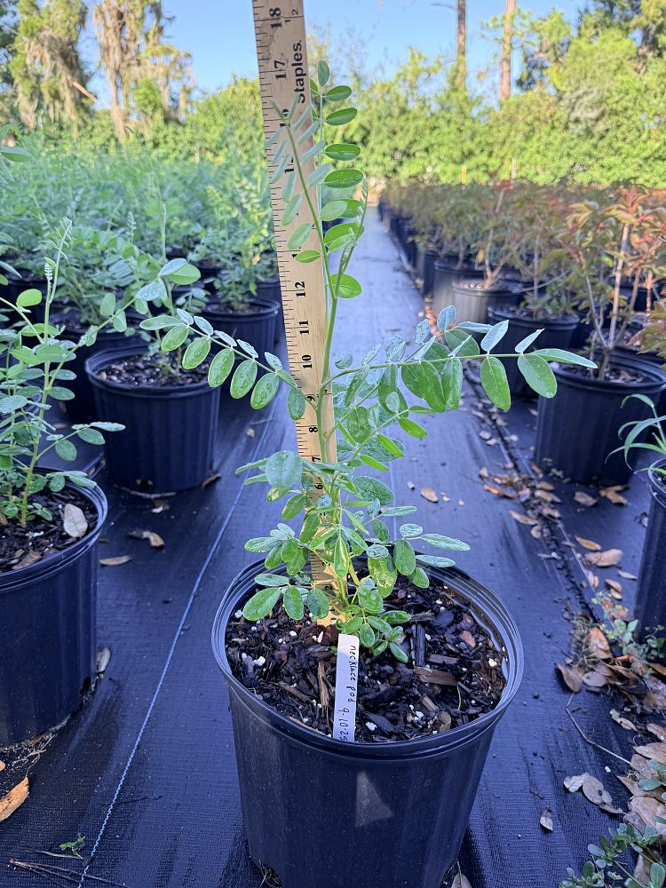 sophora-tomentosa-necklace-pod