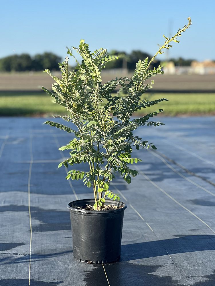 sophora-tomentosa-occidentalis-necklace-pod