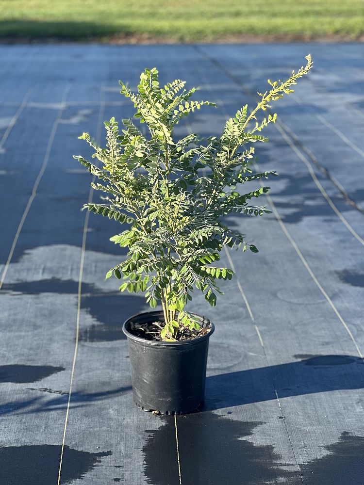 sophora-tomentosa-occidentalis-necklace-pod