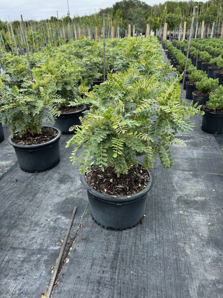 sophora-tomentosa-truncata-necklace-pod-truncata