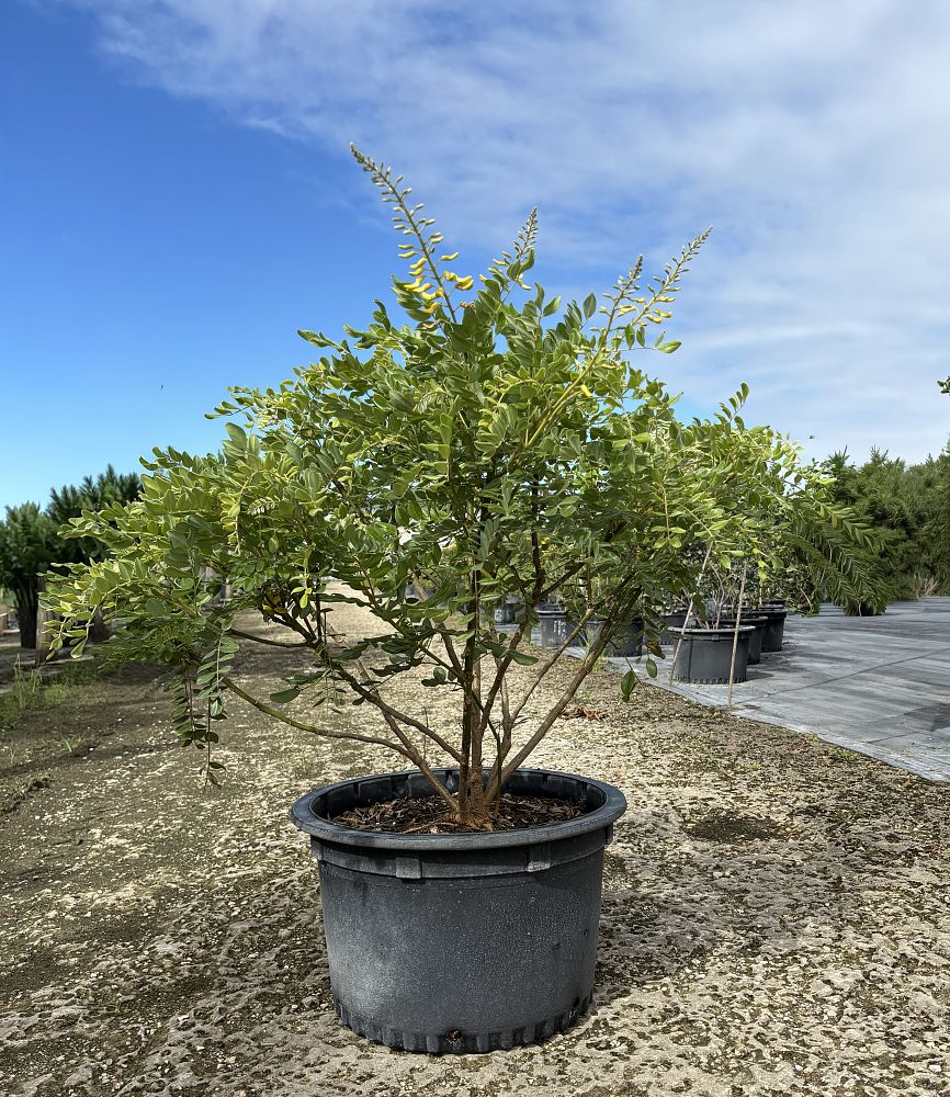 sophora-tomentosa-truncata-necklace-pod-truncata