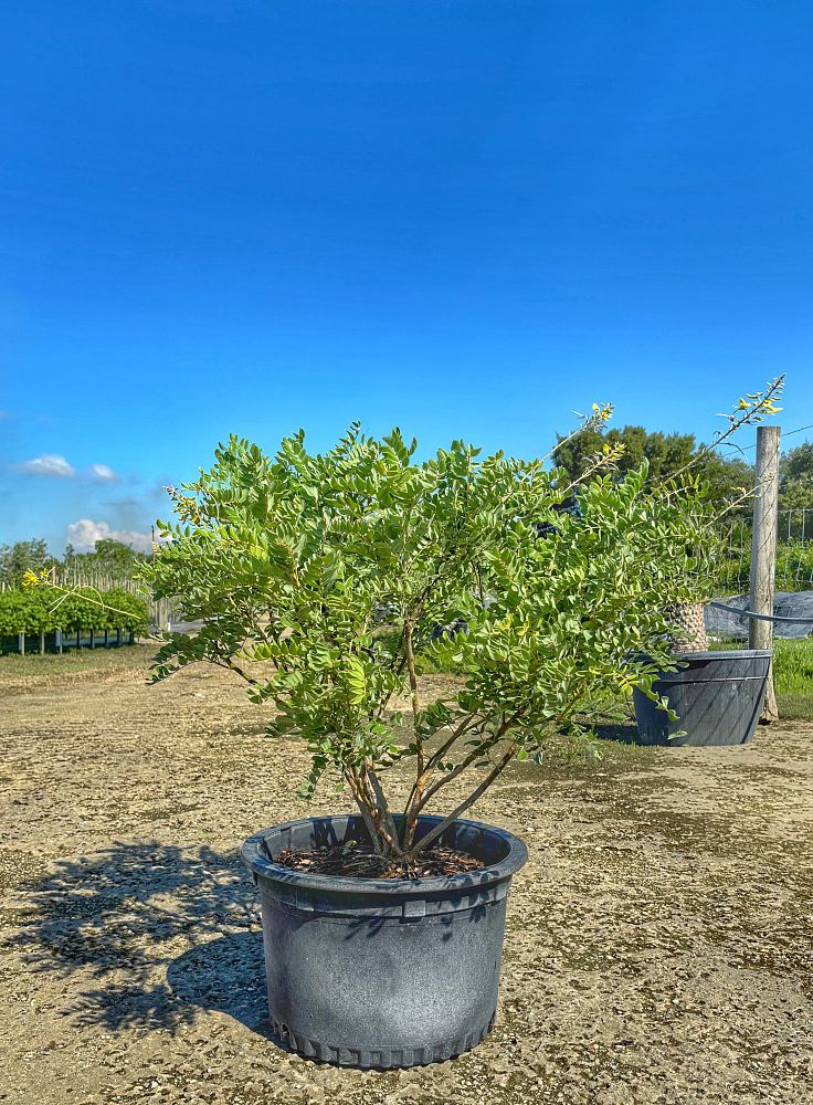 sophora-tomentosa-truncata-necklace-pod-truncata