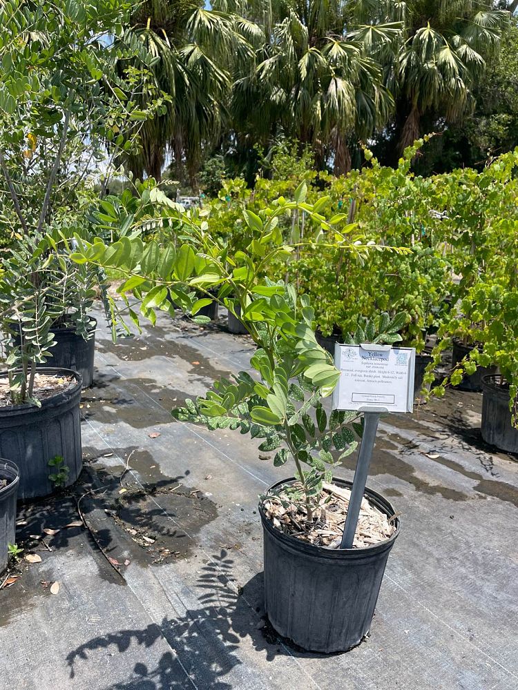 sophora-tomentosa-truncata-necklace-pod-truncata