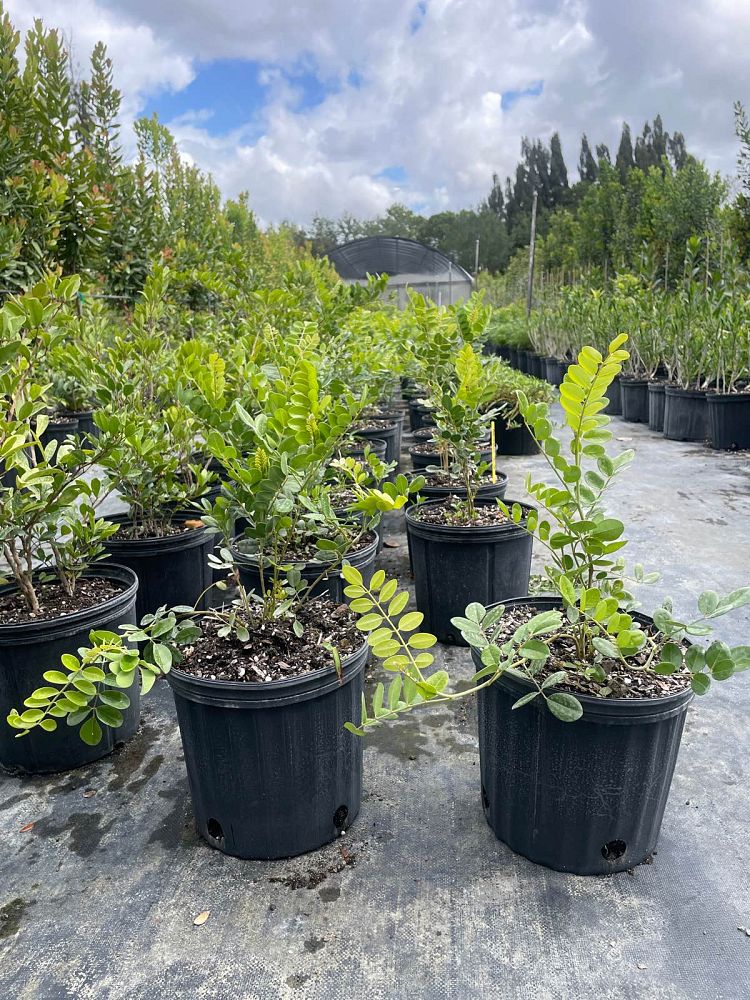 sophora-tomentosa-truncata-necklace-pod-truncata