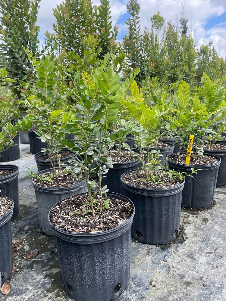 sophora-tomentosa-truncata-necklace-pod-truncata