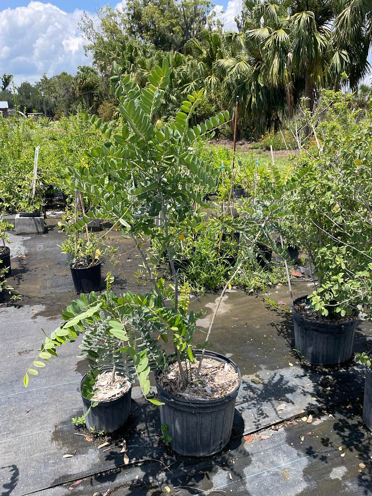 sophora-tomentosa-truncata-necklace-pod-truncata