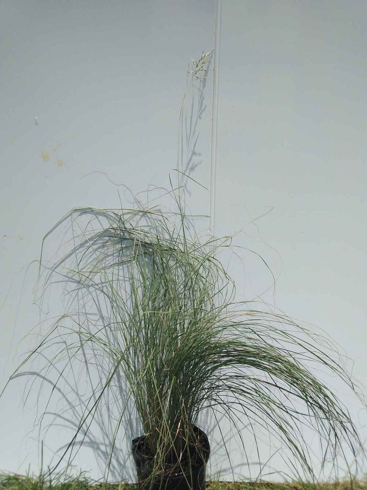 sorghastrum-avenaceum-indian-grass