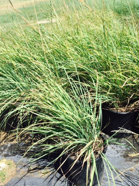 sorghastrum-nutans-indian-grass