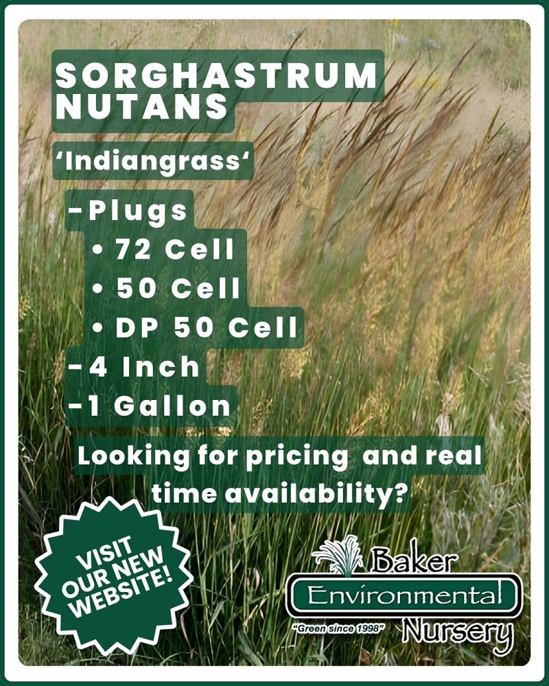 sorghastrum-nutans-indian-grass