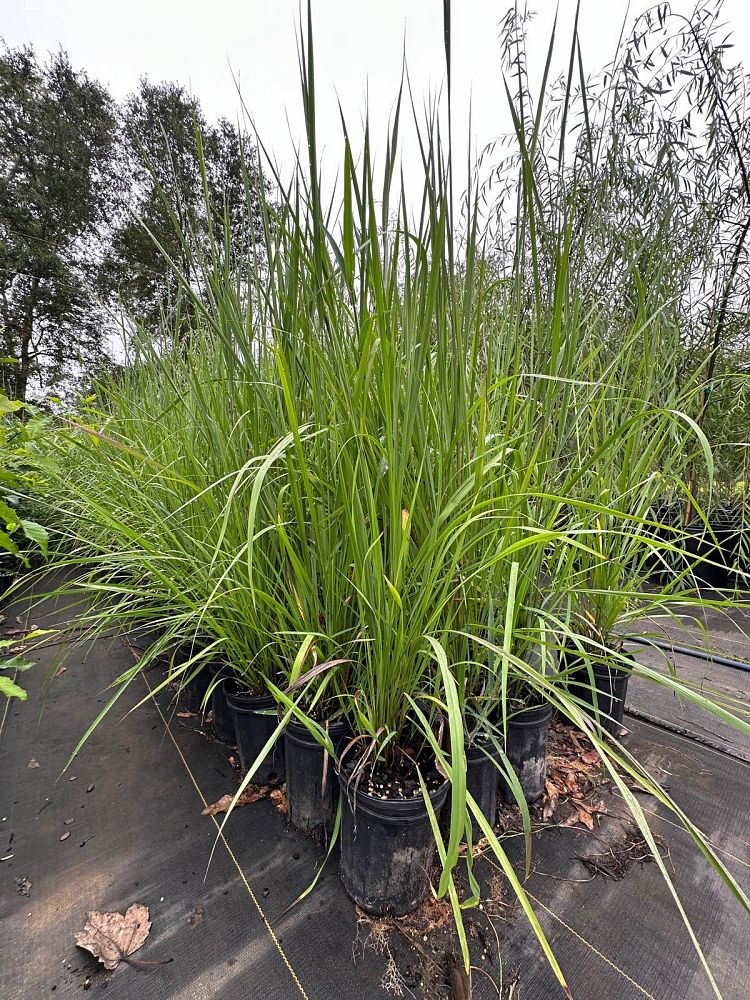 sorghastrum-nutans-indian-grass