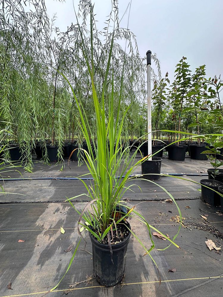 sorghastrum-nutans-indian-grass