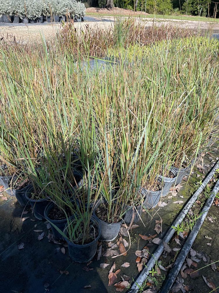 sorghastrum-nutans-indian-grass