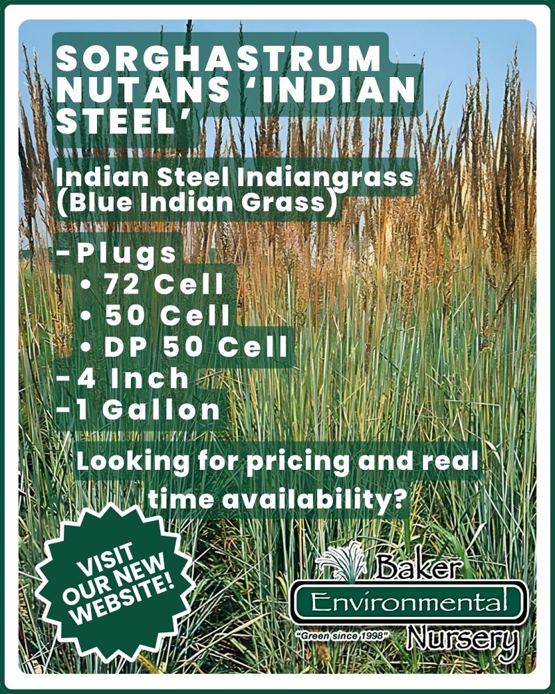 sorghastrum-nutans-indian-steel-indian-grass
