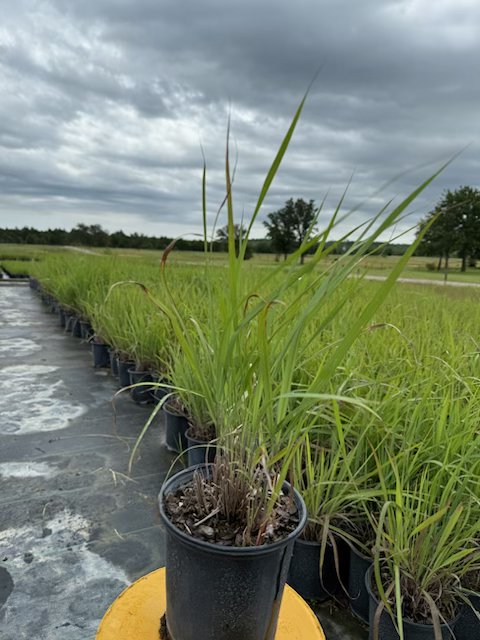 sorghastrum-nutans-indian-steel-indian-grass