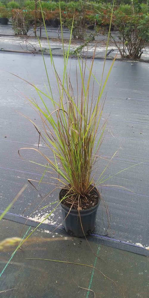 sorghastrum-secundum-lopsided-indiangrass