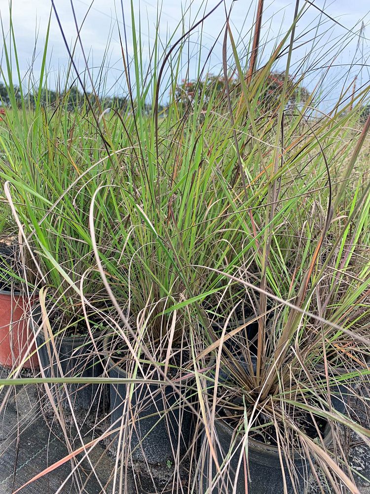sorghastrum-secundum-lopsided-indiangrass
