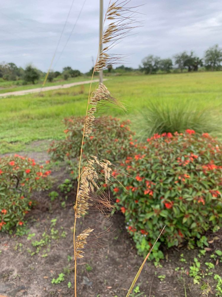 sorghastrum-secundum-lopsided-indiangrass