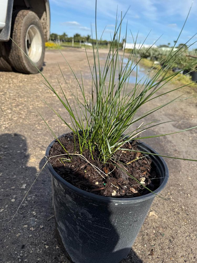 spartina-anglica-common-cordgrass