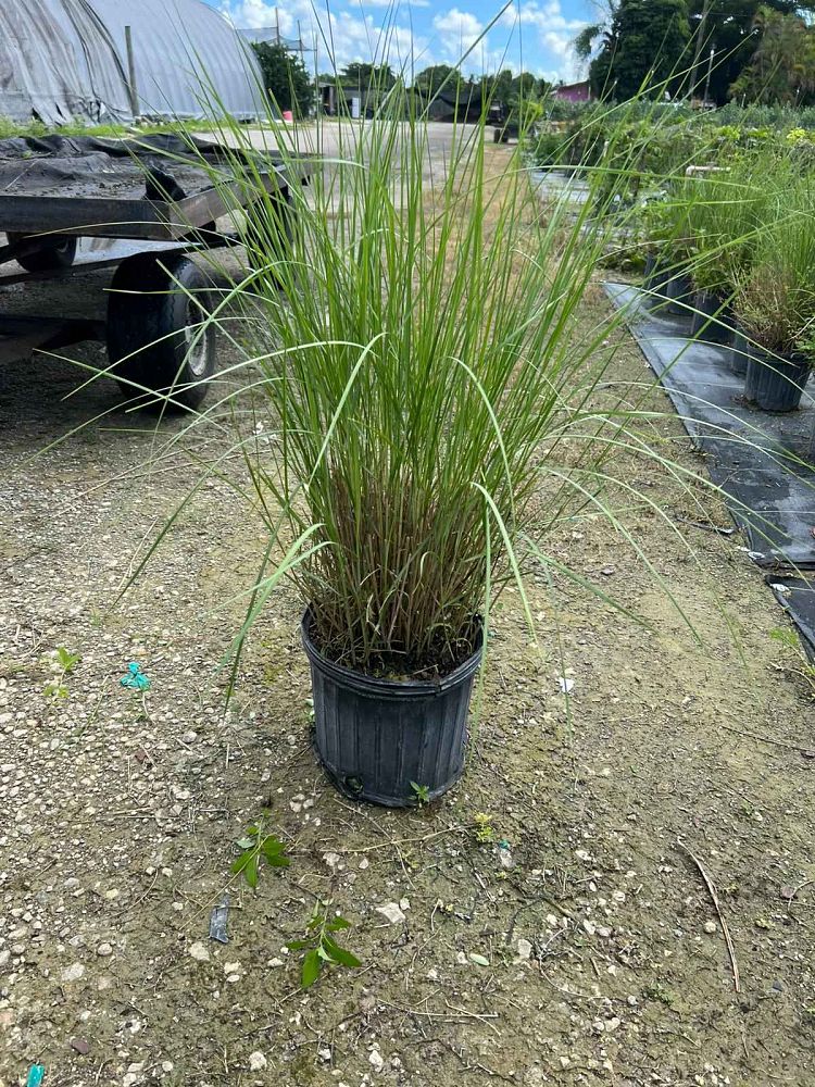 spartina-anglica-common-cordgrass