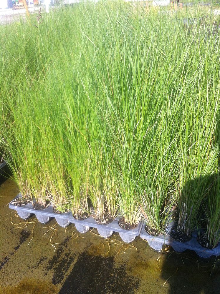 spartina-bakeri-sand-cordgrass
