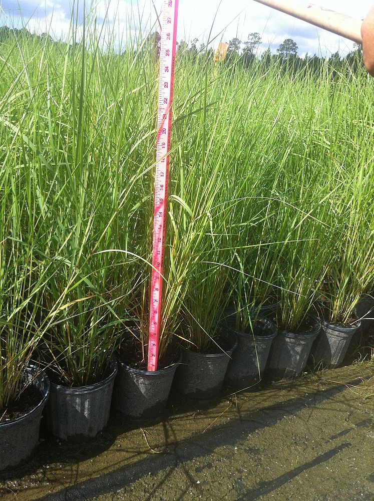 spartina-bakeri-sand-cordgrass