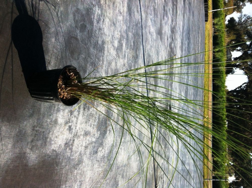 spartina-bakeri-sand-cordgrass