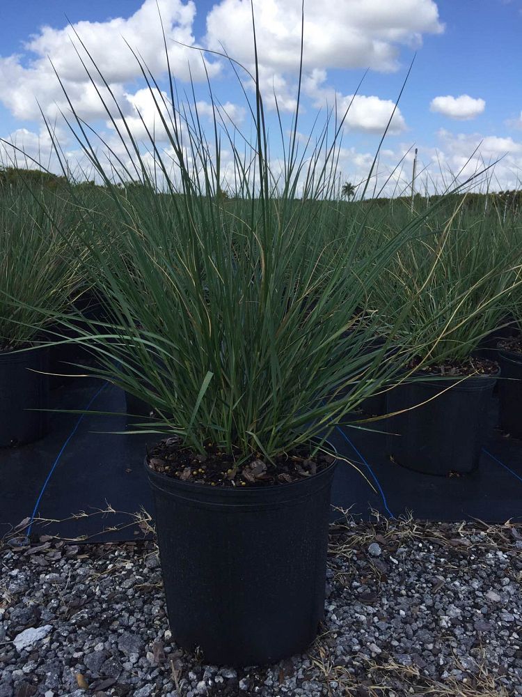 spartina-bakeri-sand-cordgrass
