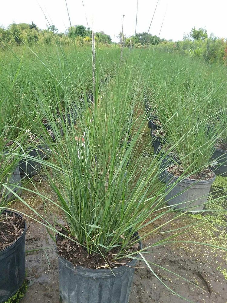 spartina-bakeri-sand-cordgrass