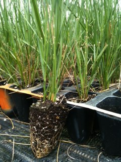 spartina-bakeri-sand-cordgrass