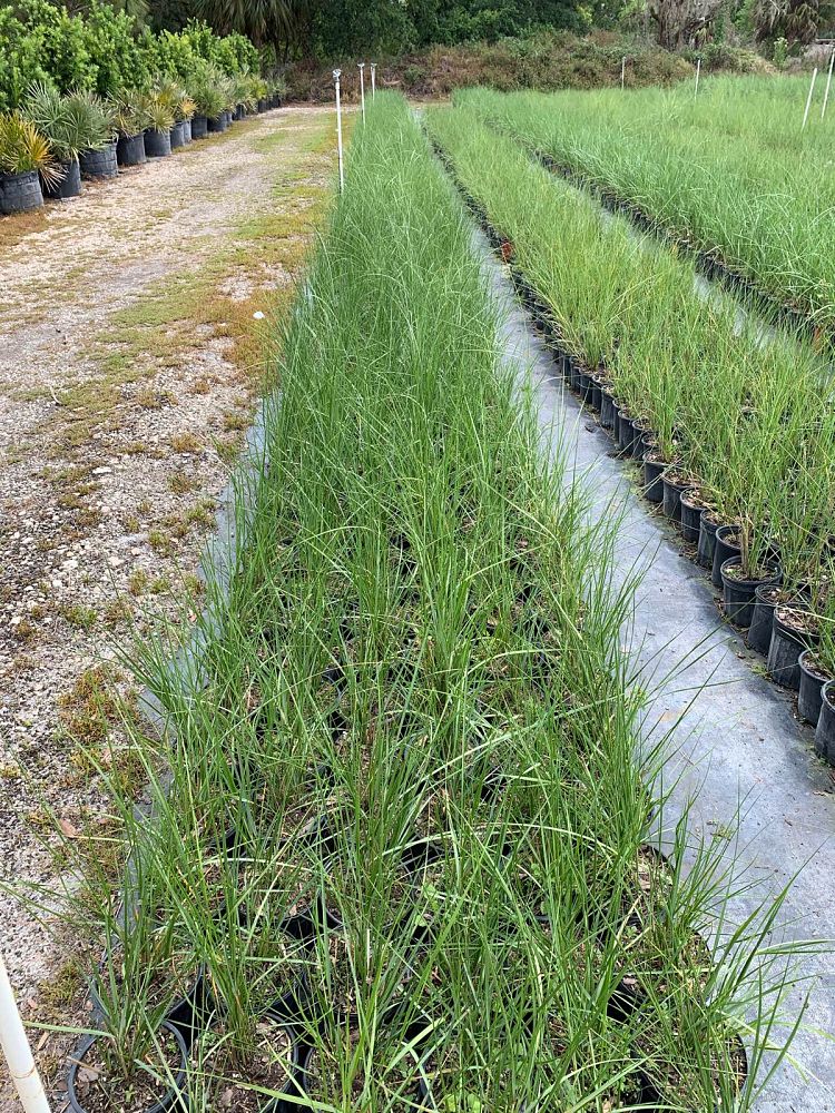 spartina-bakeri-sand-cordgrass