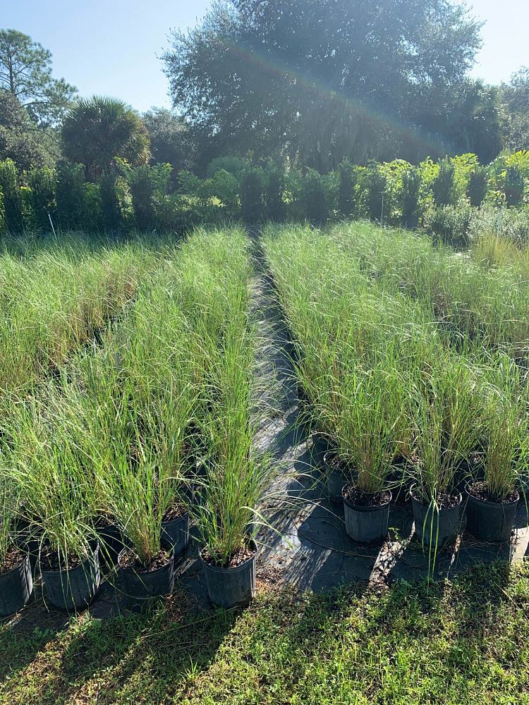 spartina-bakeri-sand-cordgrass