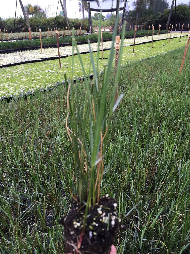 spartina-bakeri-sand-cordgrass