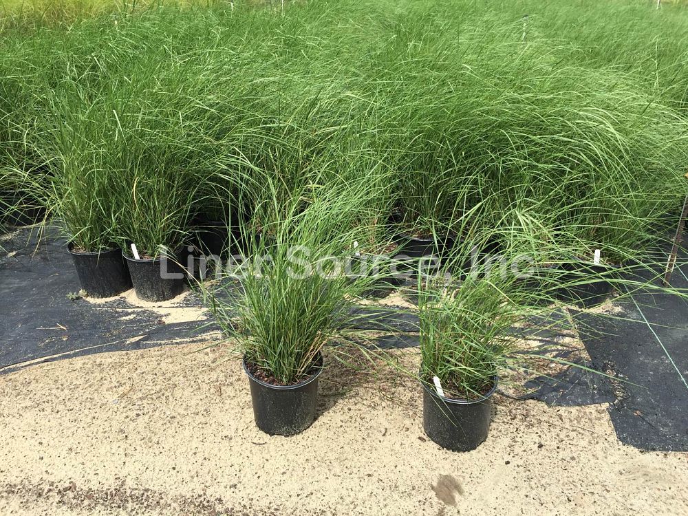 spartina-bakeri-sand-cordgrass