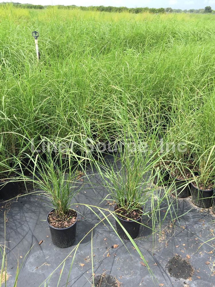 spartina-bakeri-sand-cordgrass