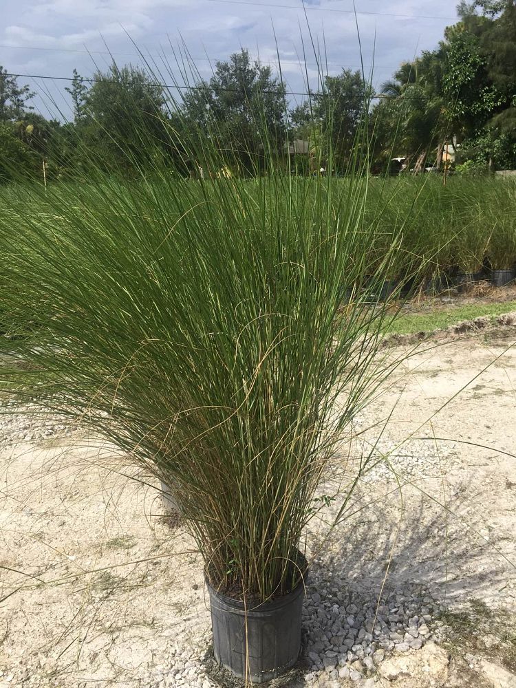 spartina-bakeri-sand-cordgrass