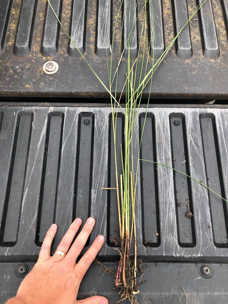 spartina-bakeri-sand-cordgrass