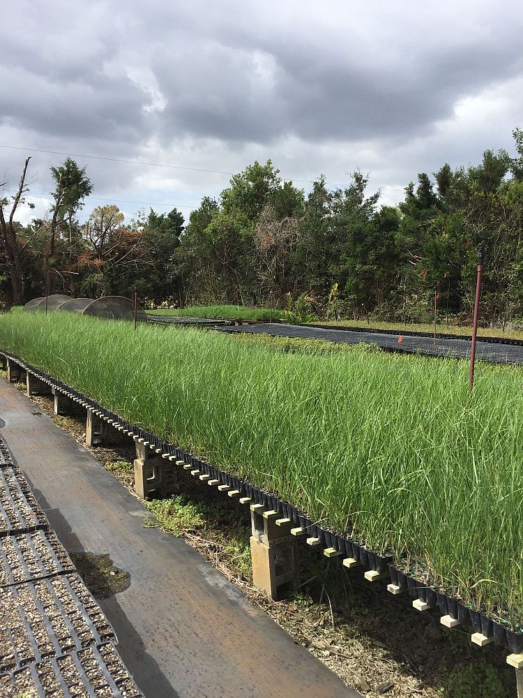 spartina-bakeri-sand-cordgrass