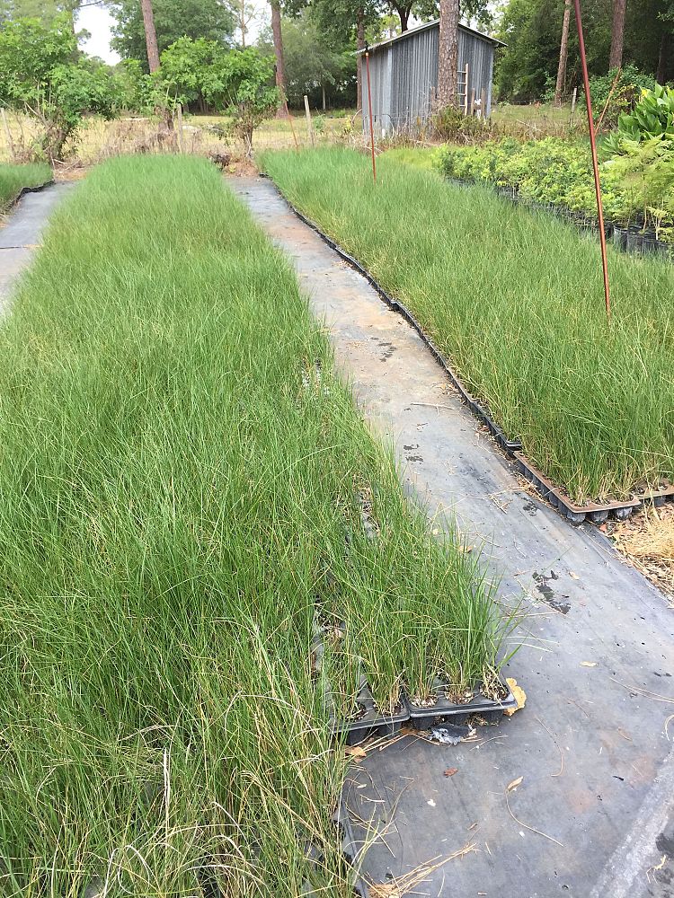 spartina-bakeri-sand-cordgrass