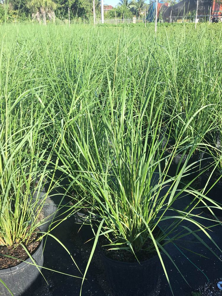 spartina-bakeri-sand-cordgrass