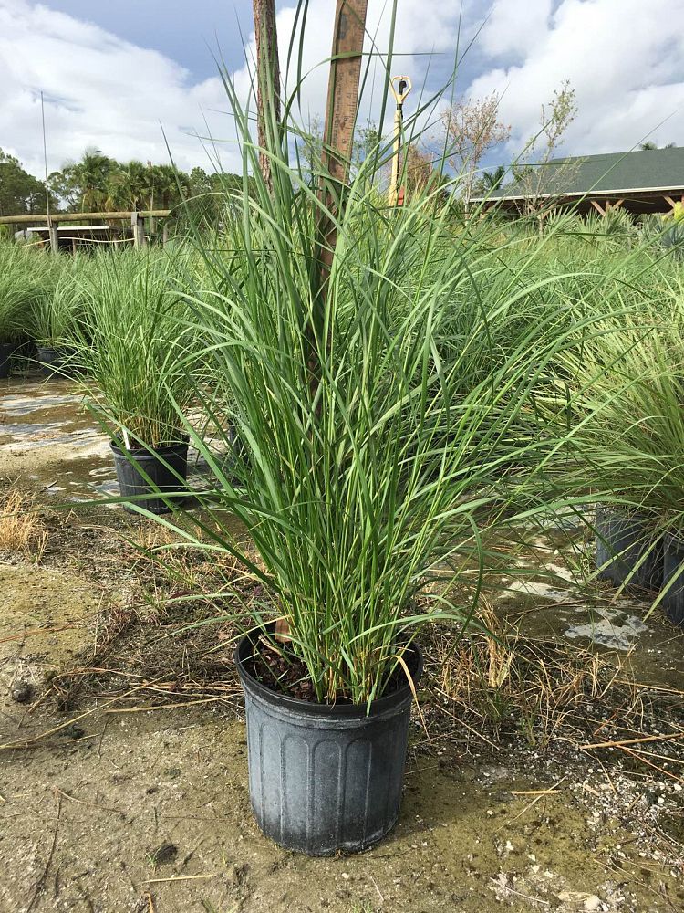spartina-bakeri-sand-cordgrass