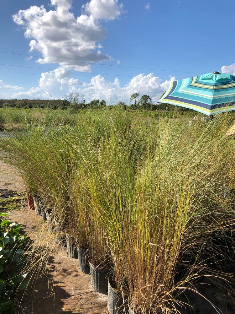 spartina-bakeri-sand-cordgrass