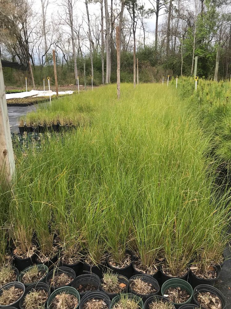 spartina-bakeri-sand-cordgrass