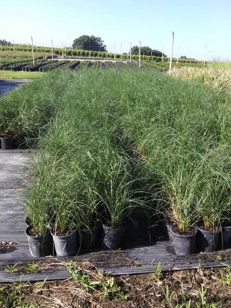 spartina-bakeri-sand-cordgrass
