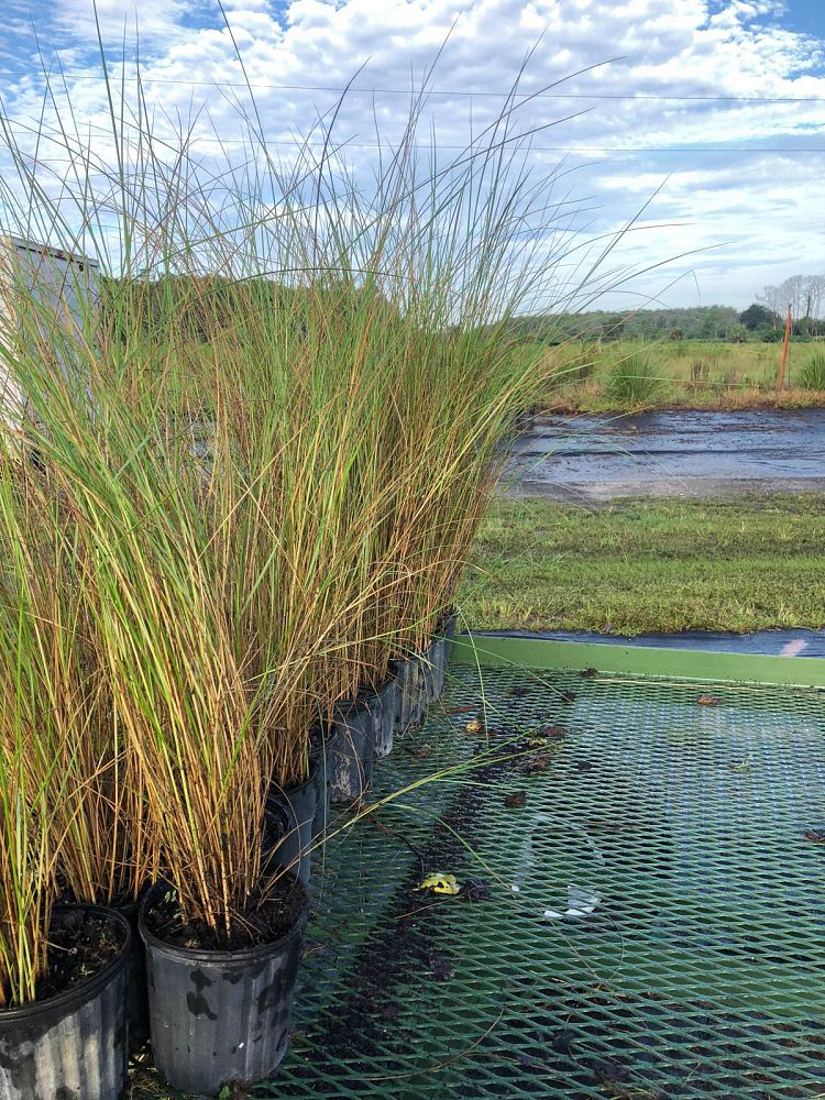 spartina-bakeri-sand-cordgrass