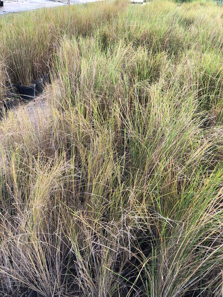 spartina-bakeri-sand-cordgrass