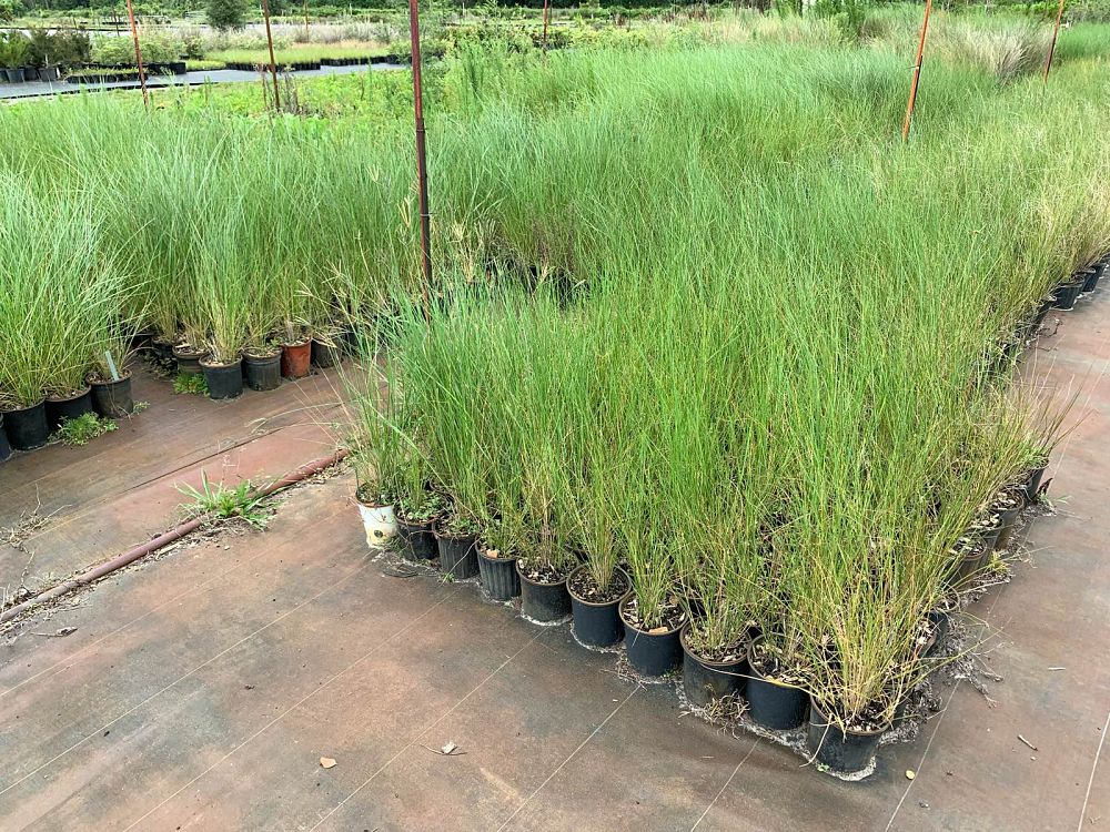 spartina-bakeri-sand-cordgrass