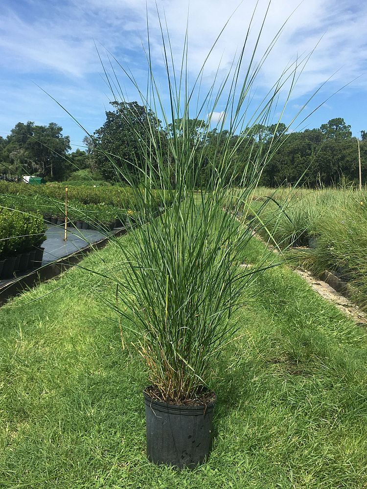 spartina-bakeri-sand-cordgrass