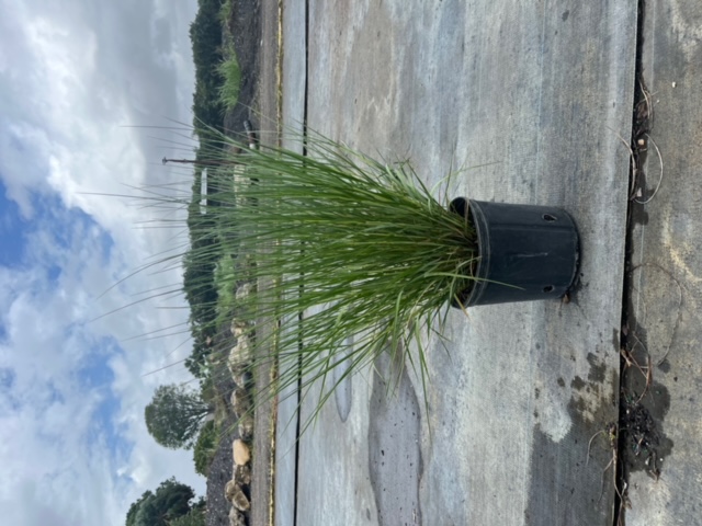 spartina-bakeri-sand-cordgrass