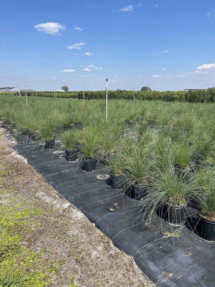 spartina-bakeri-sand-cordgrass