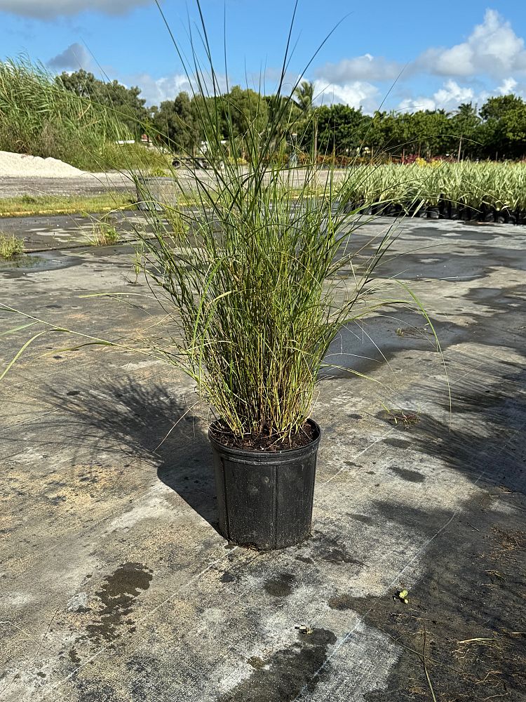 spartina-bakeri-sand-cordgrass